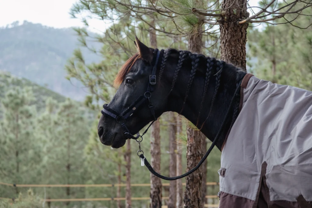 Caballo Hipona